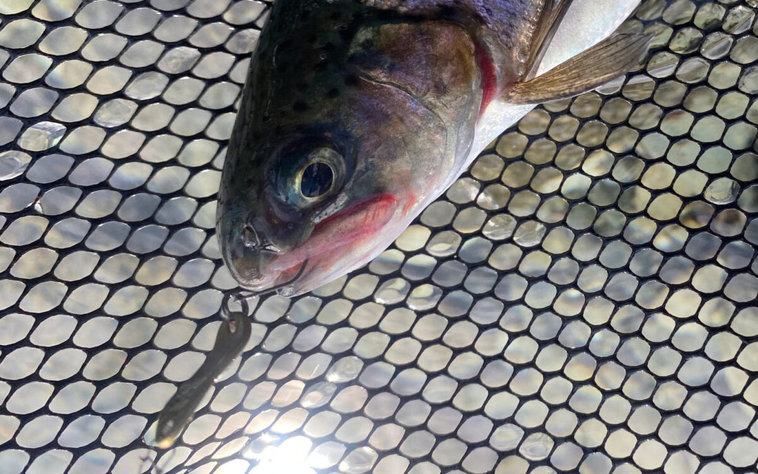 Trout Area New Hook Test in Oashi-gawa F&C